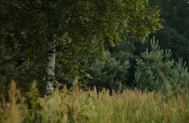 Tranquil scene of a birch tree amidst dense, lush forest foliage.