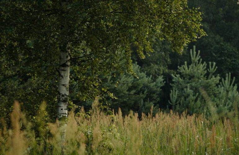 Kuidas luua tugevat peresuhteid